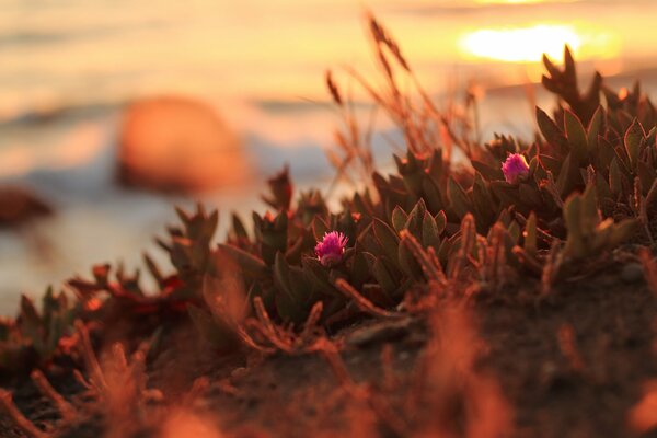 Fleurs au coucher du soleil du Nord de la Californie