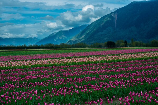 Hermoso campo de tulipanes rosados