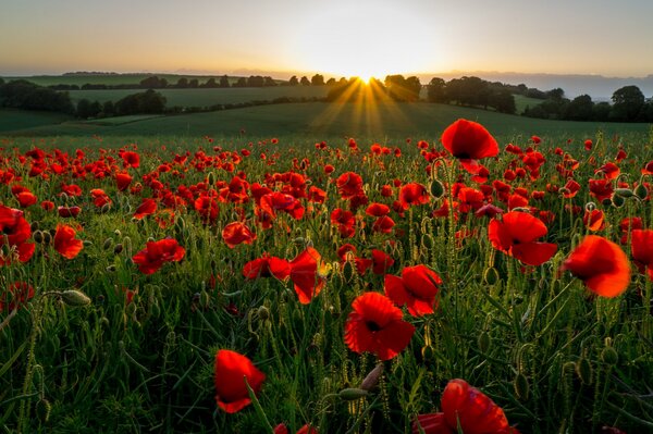 Campo con papaveri nei colori del tramonto