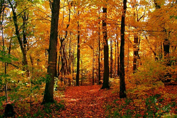 Autumn path in yellow foliage