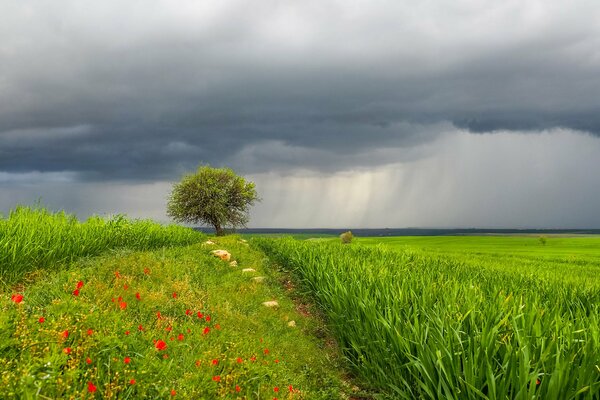 Grünes Feld und Blumen im Regen