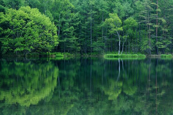 Juicy greenery in the reflection of the surface of the river