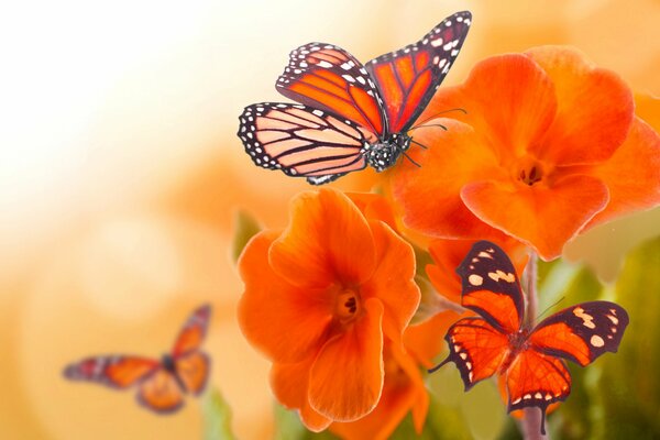 Schöne Schmetterlinge auf Blumen