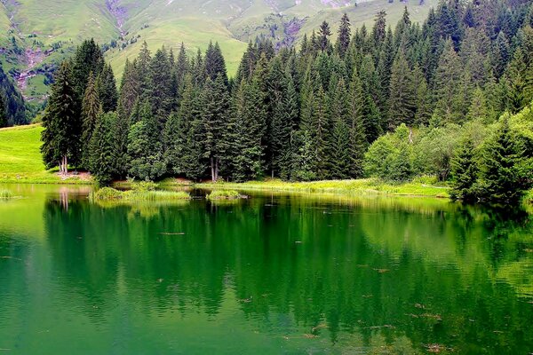 Foresta colorata. Alberi. Lago