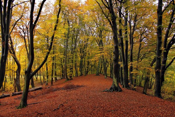 Golden autumn has come