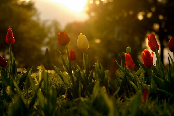 Tulpen im Frühling in der Sonne