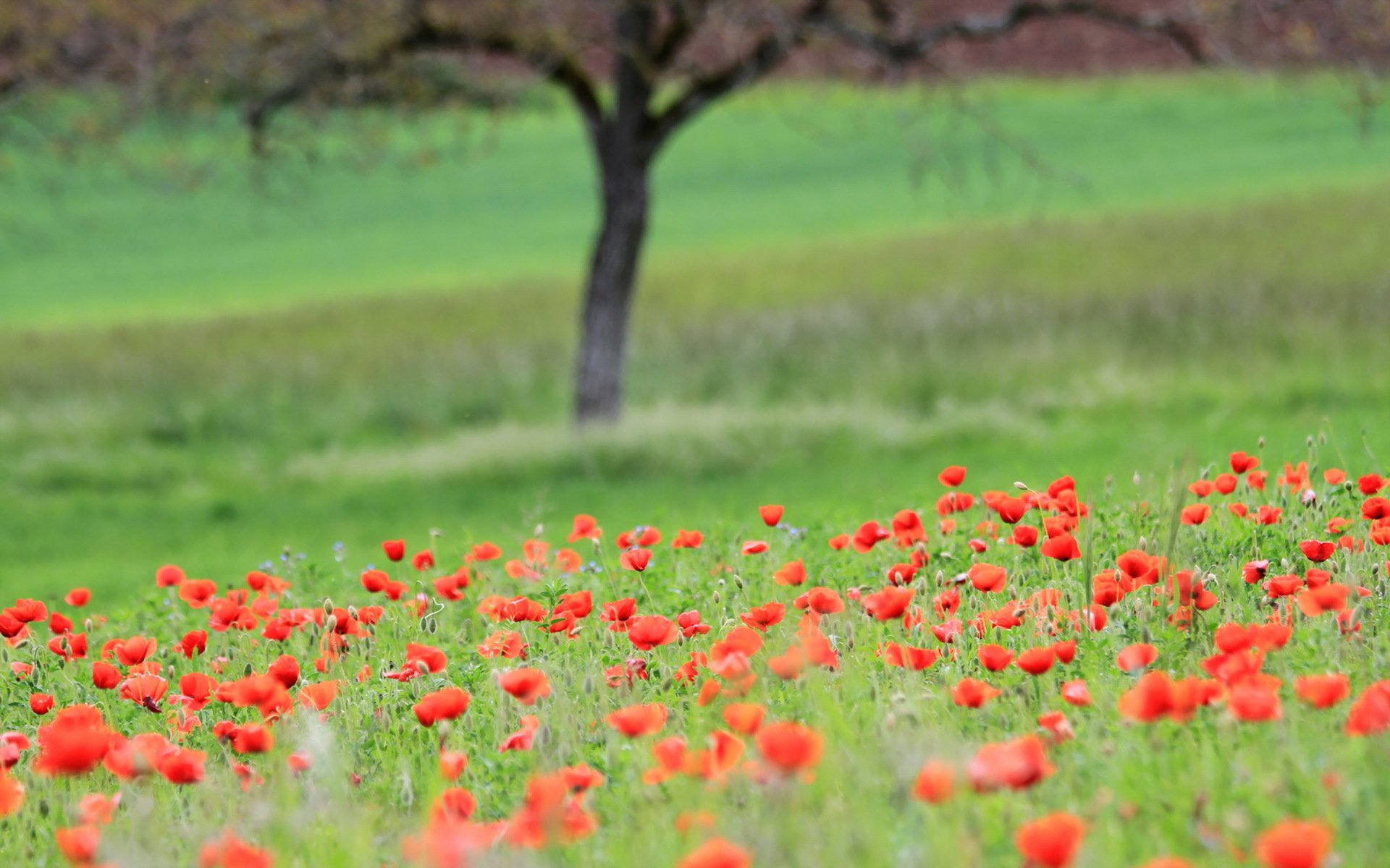 champ coquelicots paysage été nature