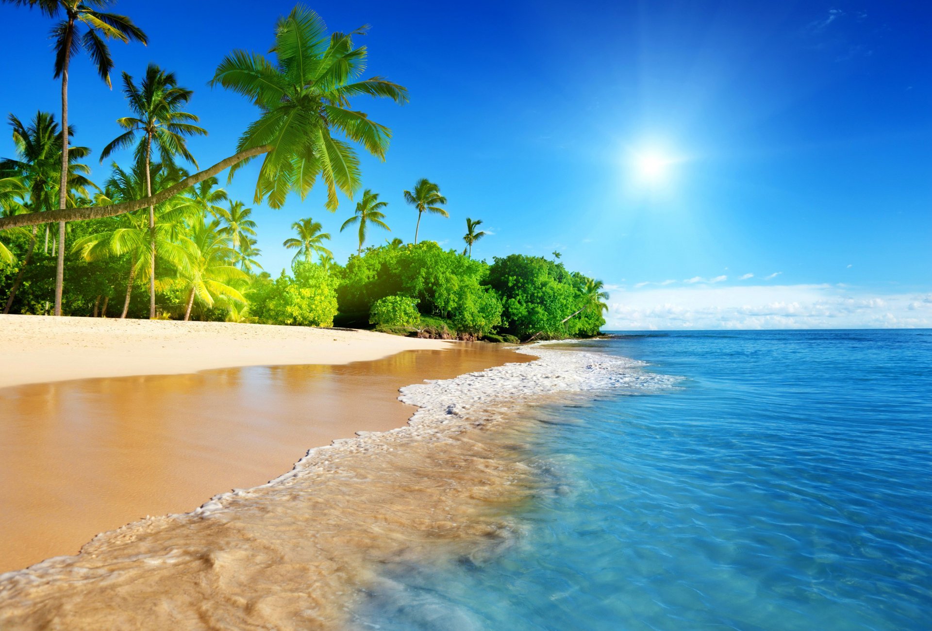 palm trees coast beach ocean tropics exotic