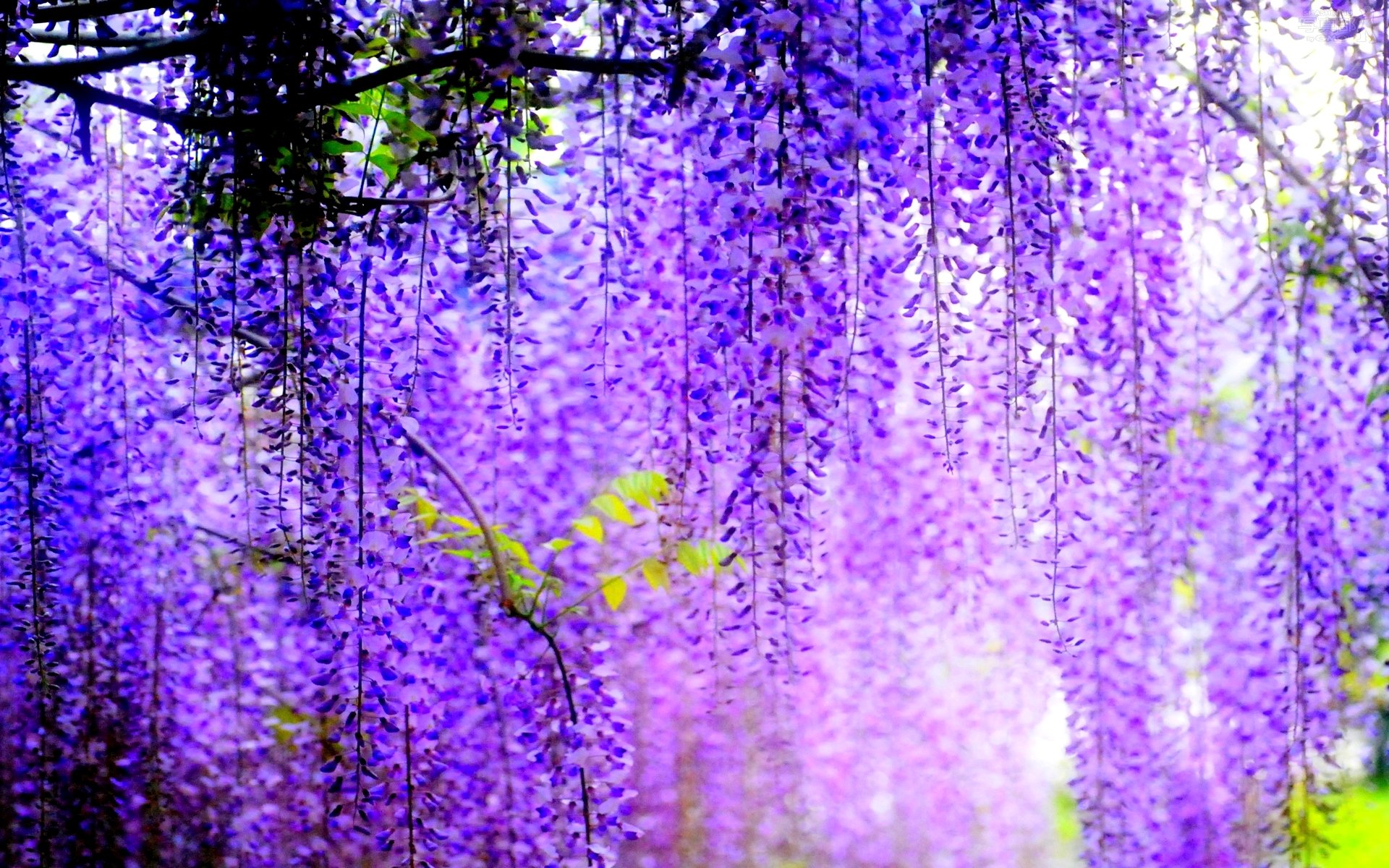 wisteria drzewa grona kwiaty kwitnienie rozmycie