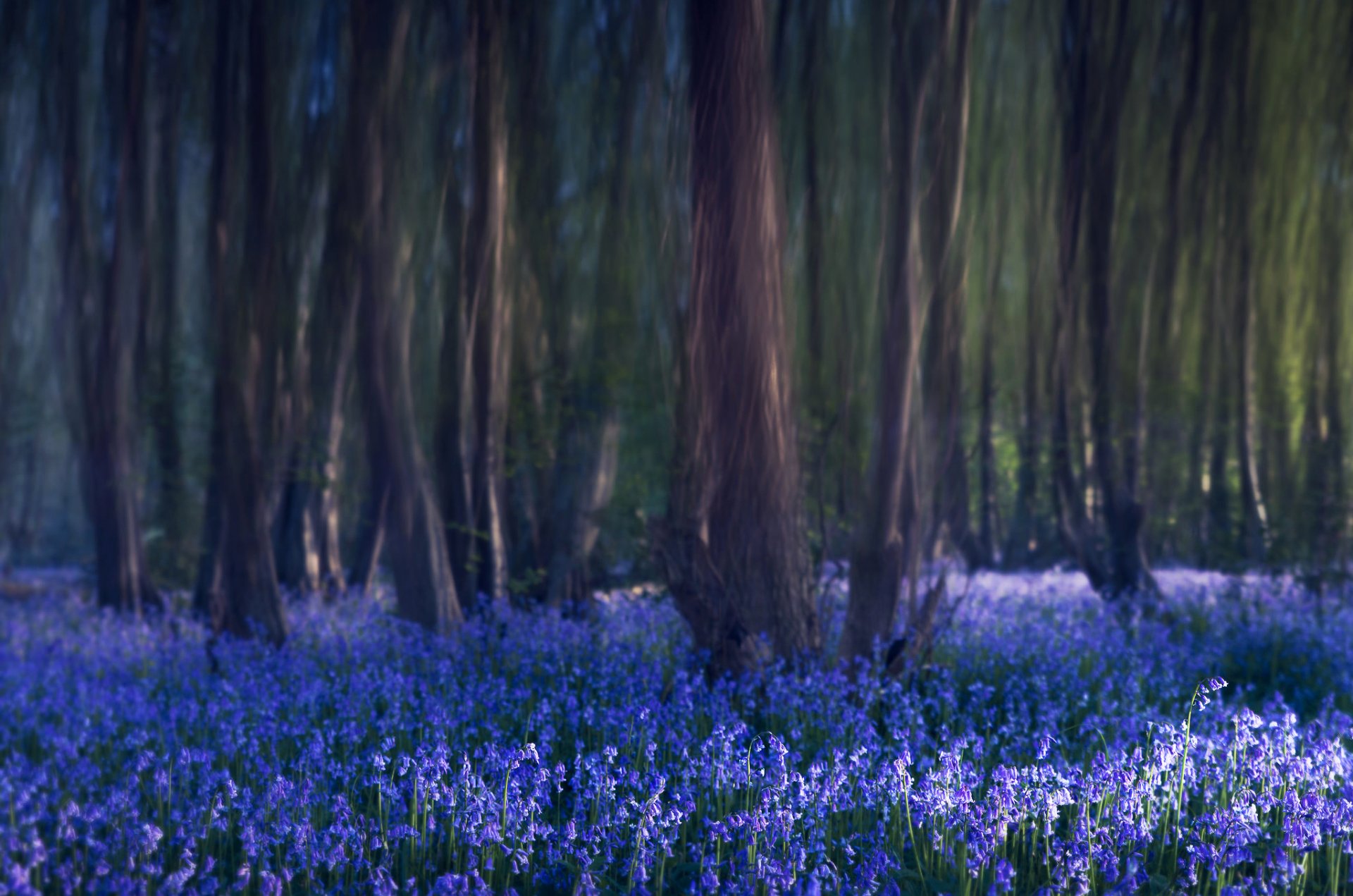 foresta alberi campane fiori blu natura sfocatura