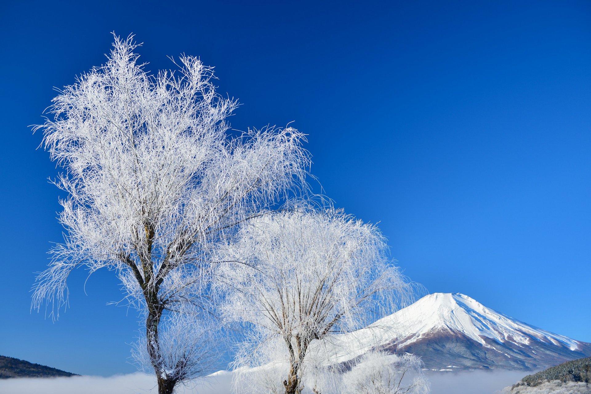 japón monte fuji cielo invierno árboles nieve