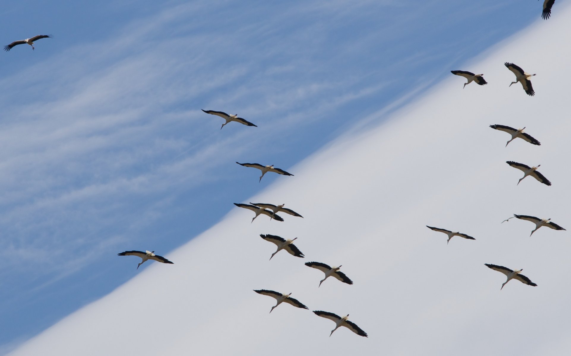 birds storks sky nature landscape