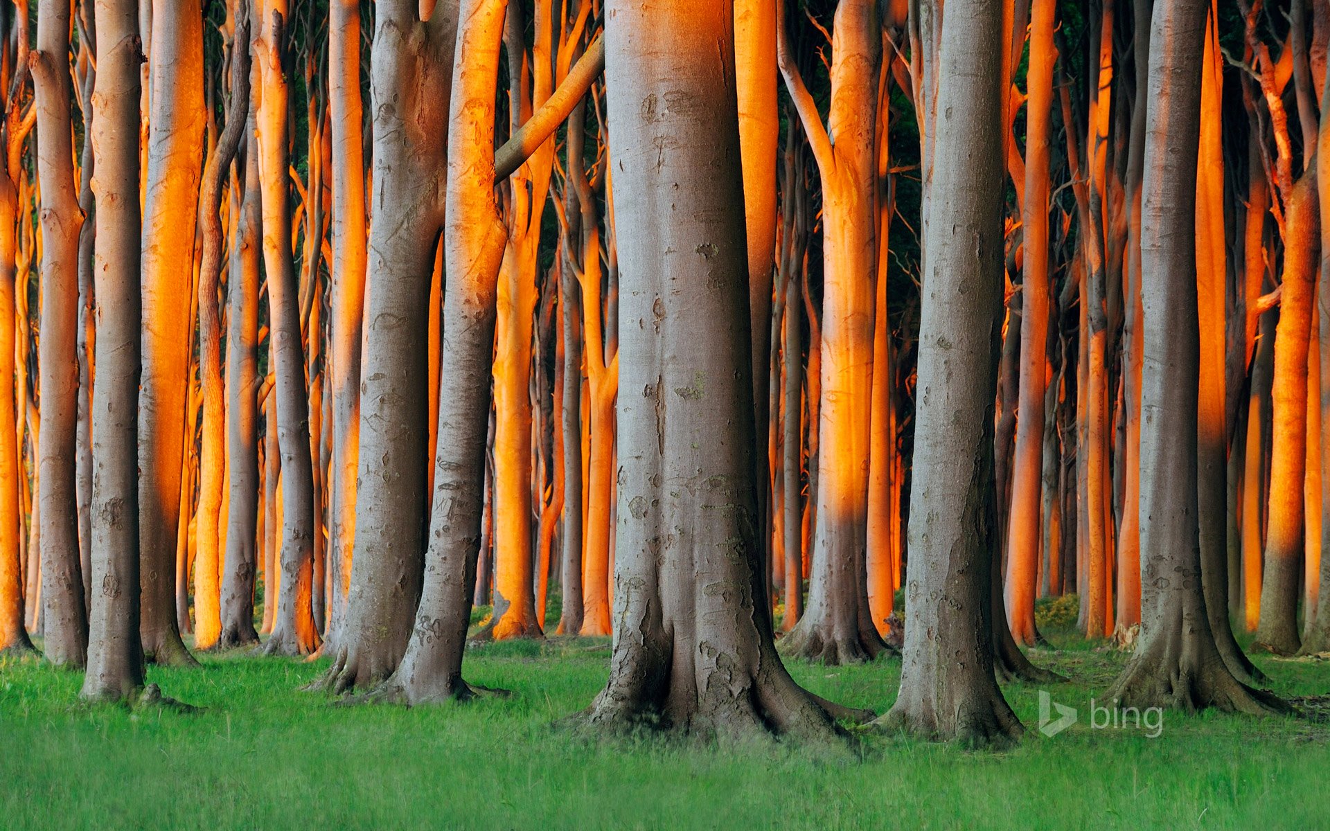 ninhagen meclemburgo-pomerania anteriore germania foresta alberi erba