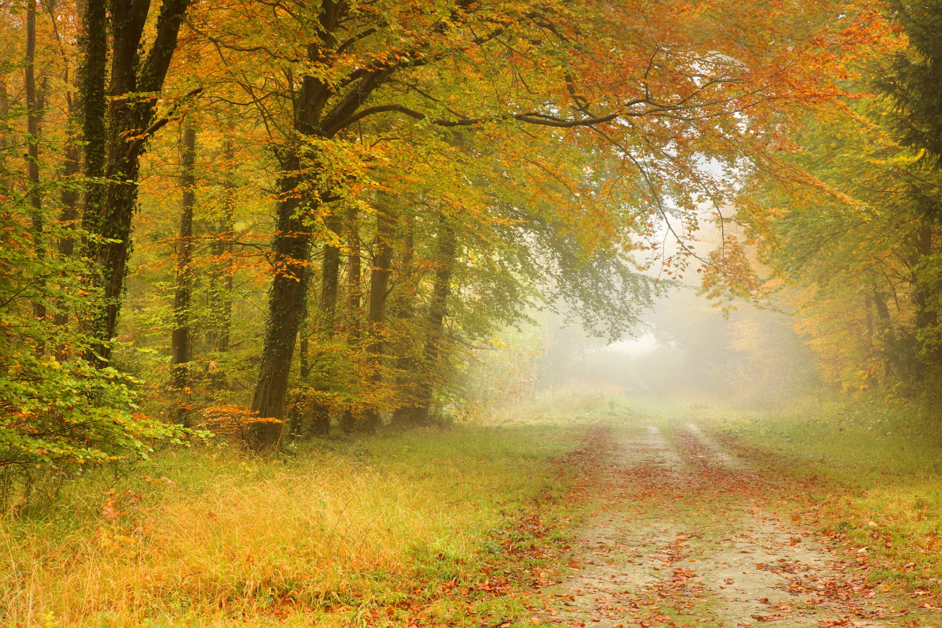 automne forêt feuilles arbres route brouillard paysage