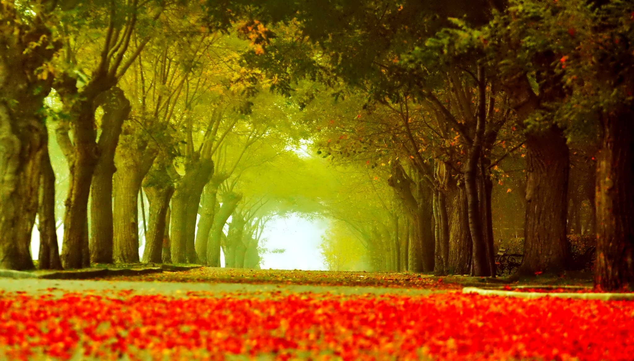 park alley tree bench leaves autumn road