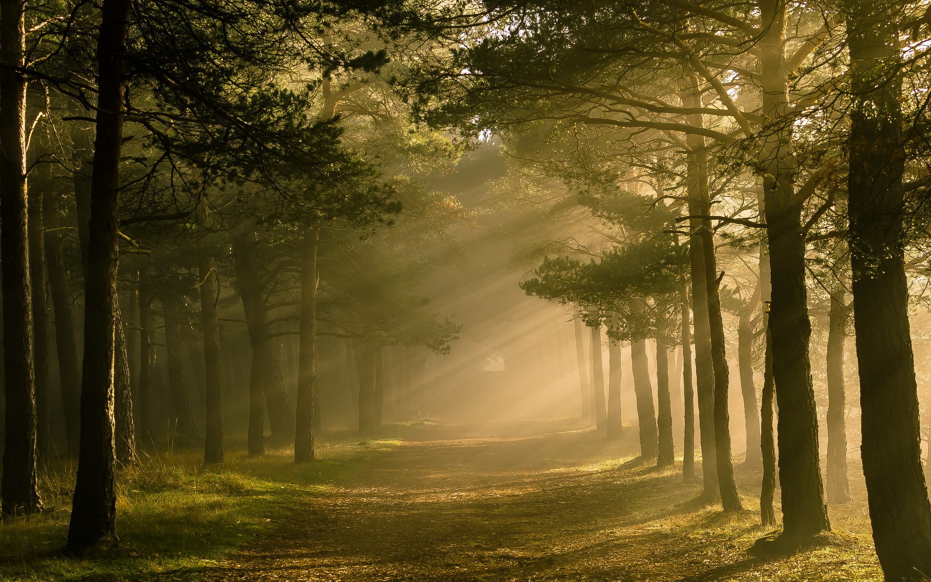 wald licht natur