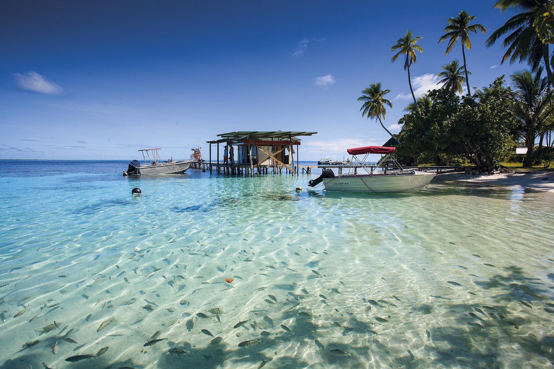 beach. ocean coast fish nature palm