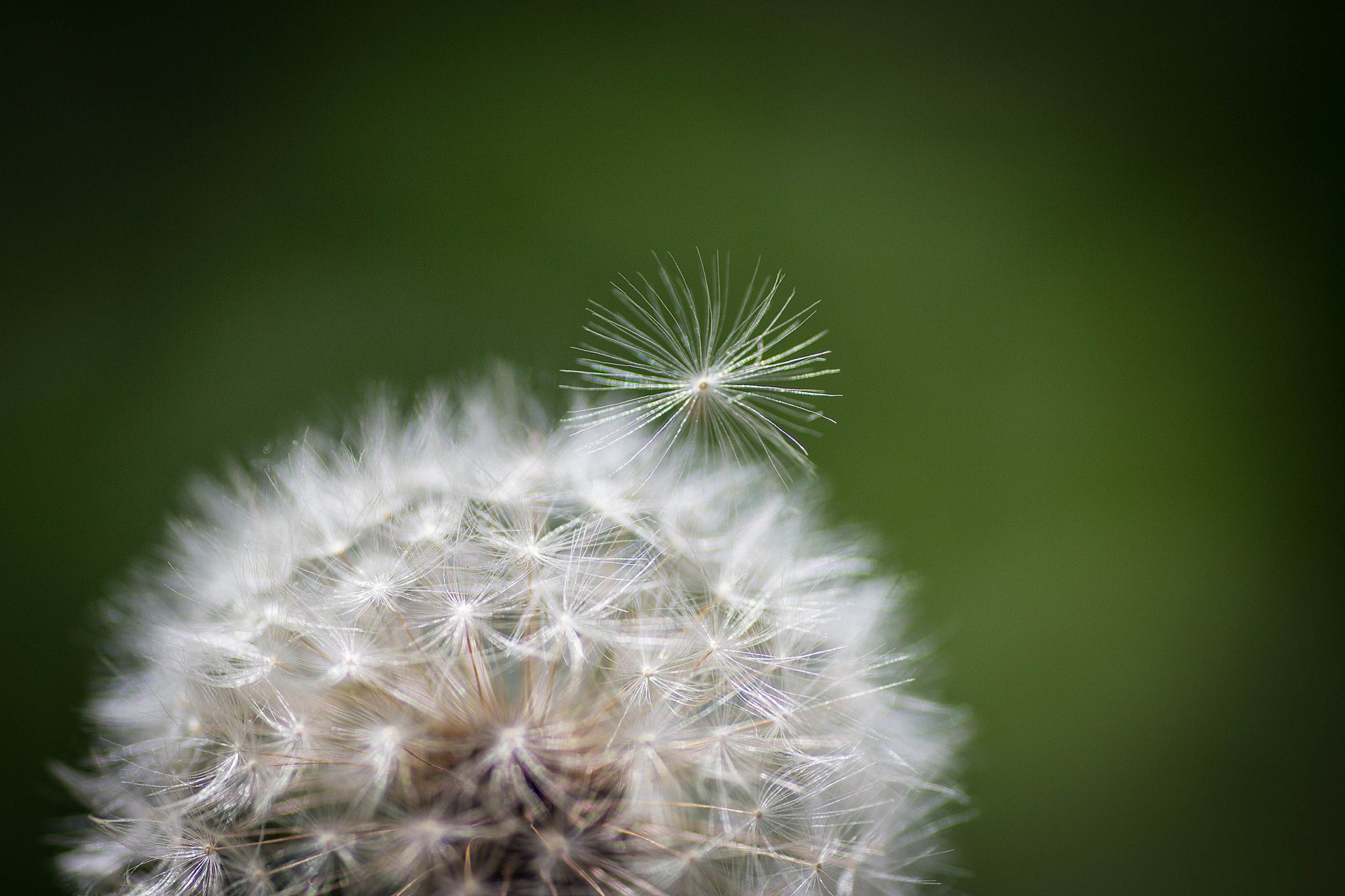 naturaleza diente de león flor planta