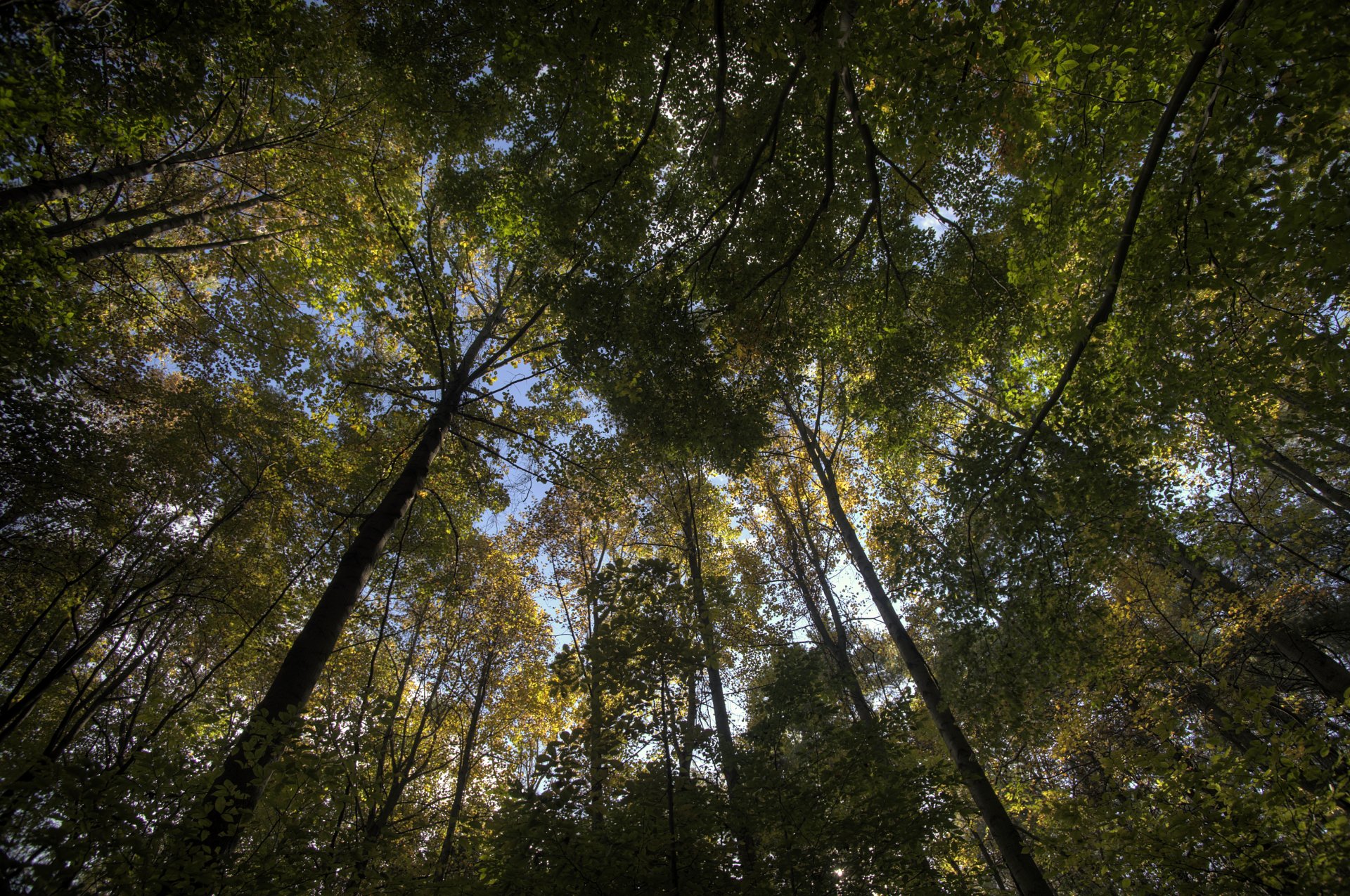 wald bäume blätter