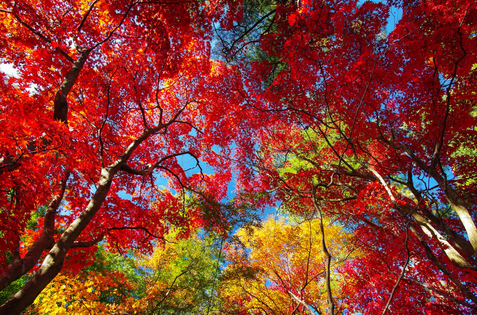 cielo alberi corona foglie autunno scarlatto