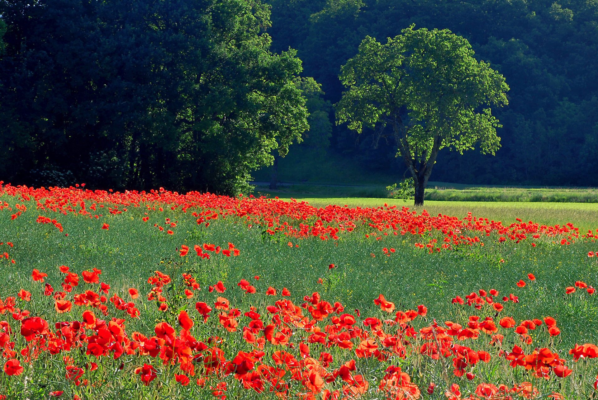 champ prairie arbres herbe fleurs coquelicots