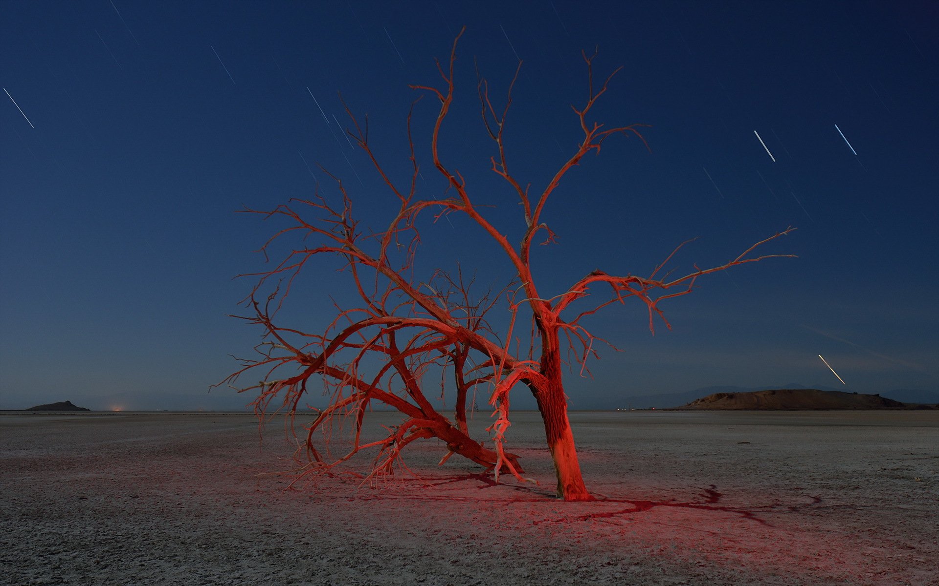 nacht baum