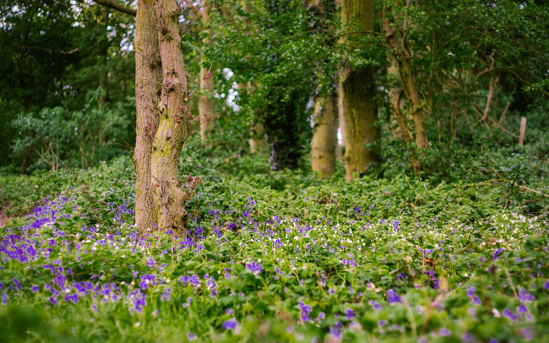 flower tree nature