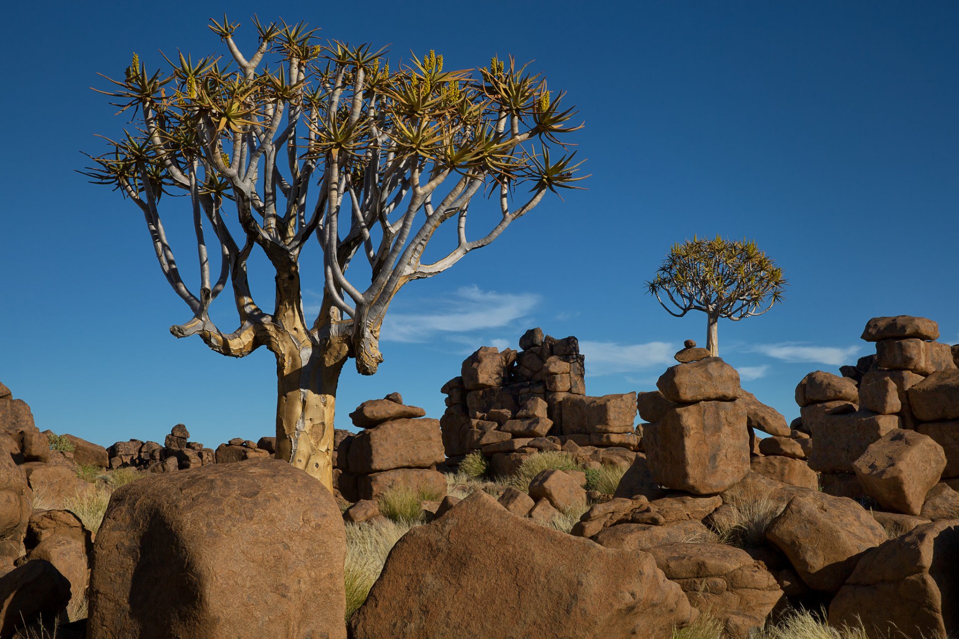 namibia afryka niebo drzewa kamienie krajobraz