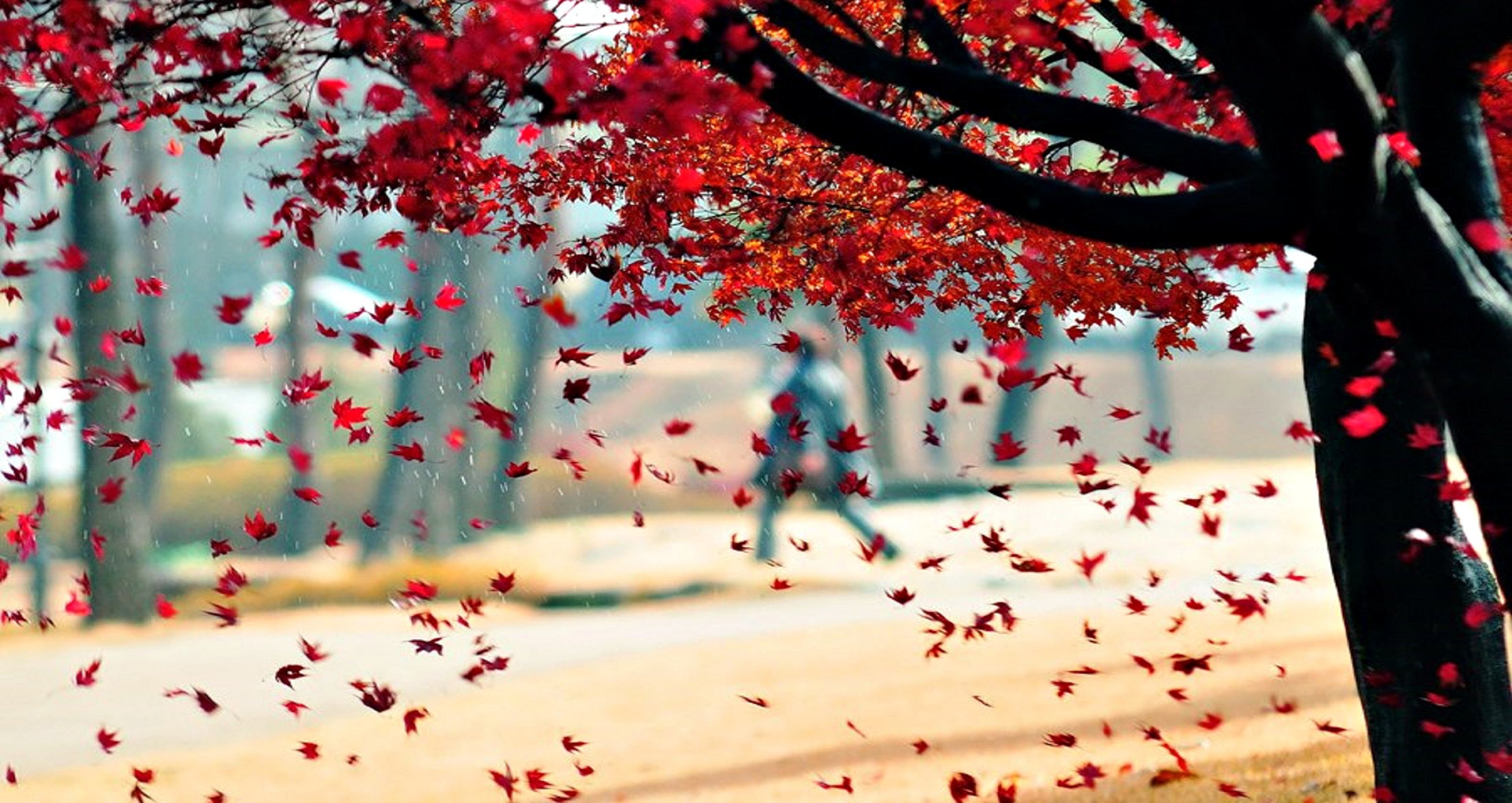 natur baum blätter herbst