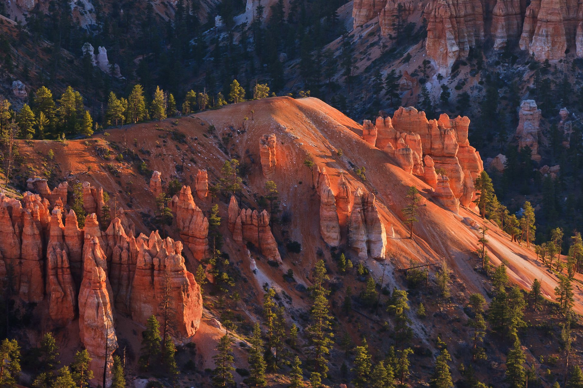 bryce canyon national park utah usa klify góry drzewa stok