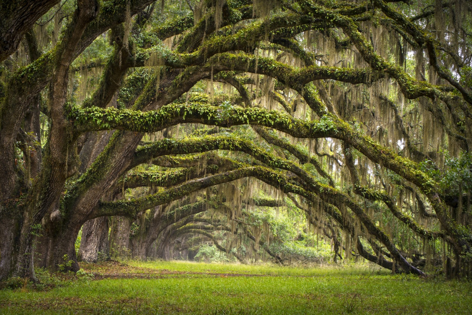 états - unis état caroline du sud charleston arbres allée chênes