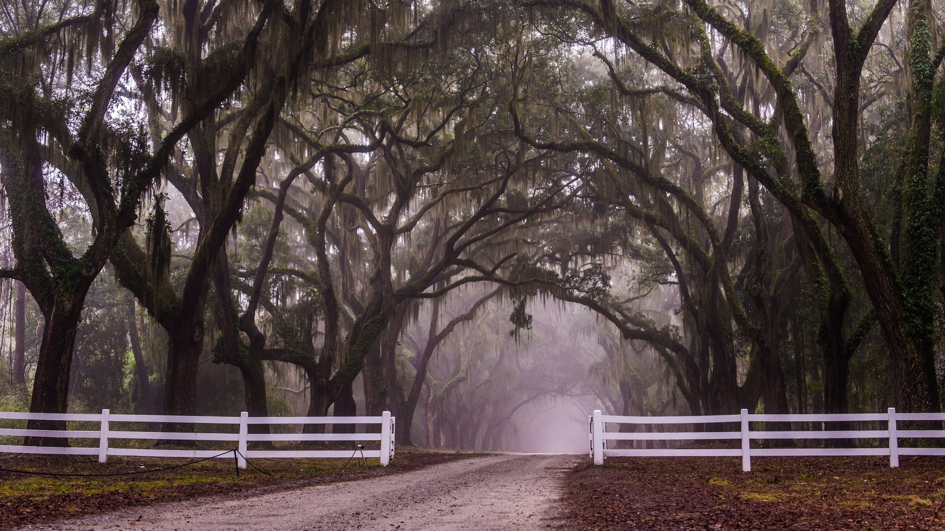 park road fence alley fog autumn