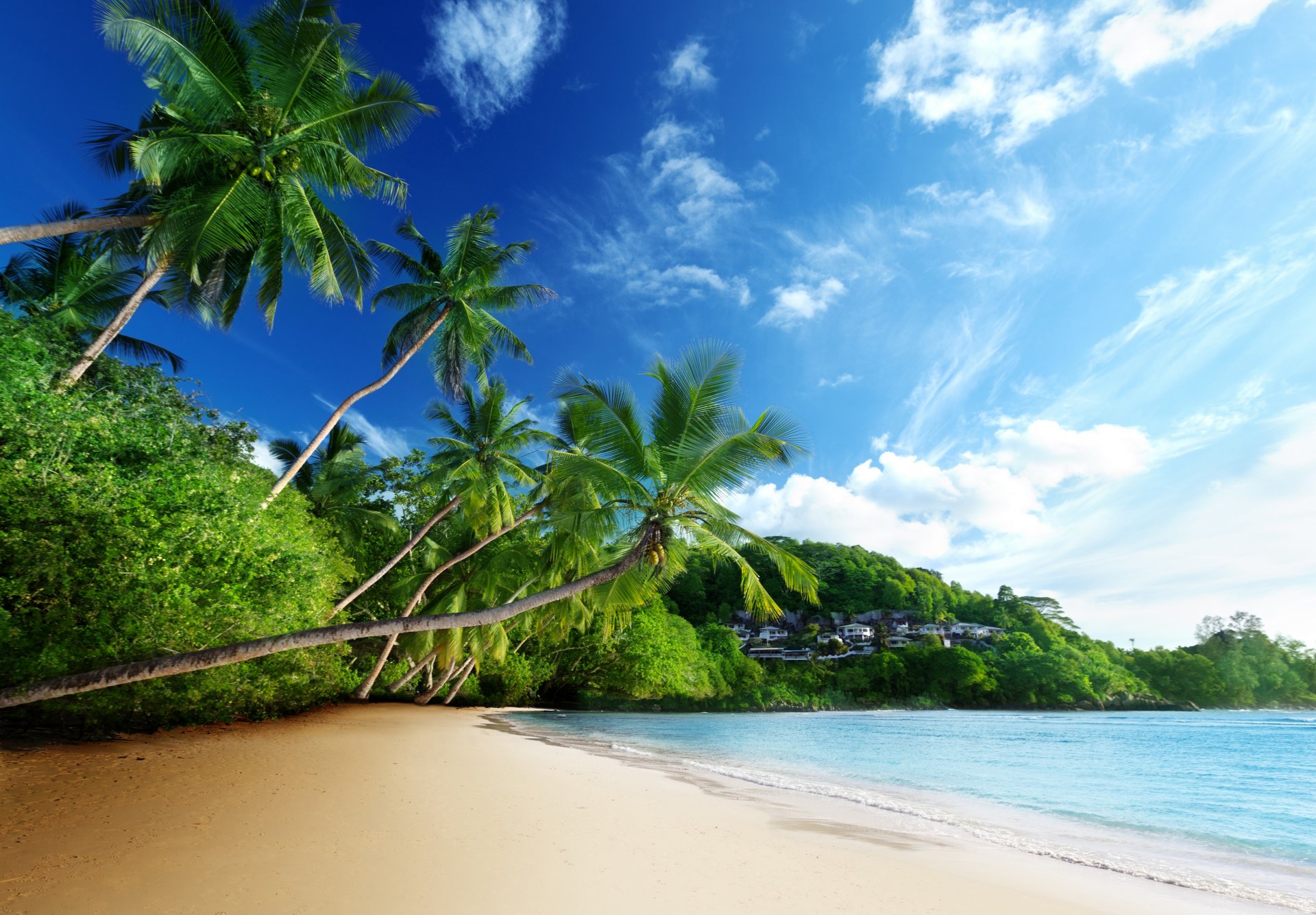 tropiques mer plage palmiers