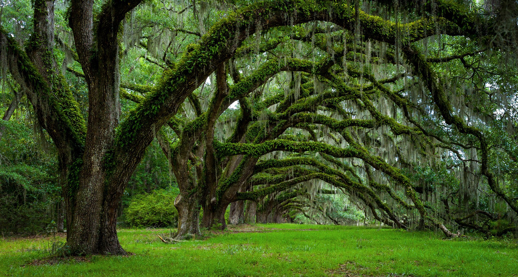 états-unis état caroline du sud charleston arbres printemps