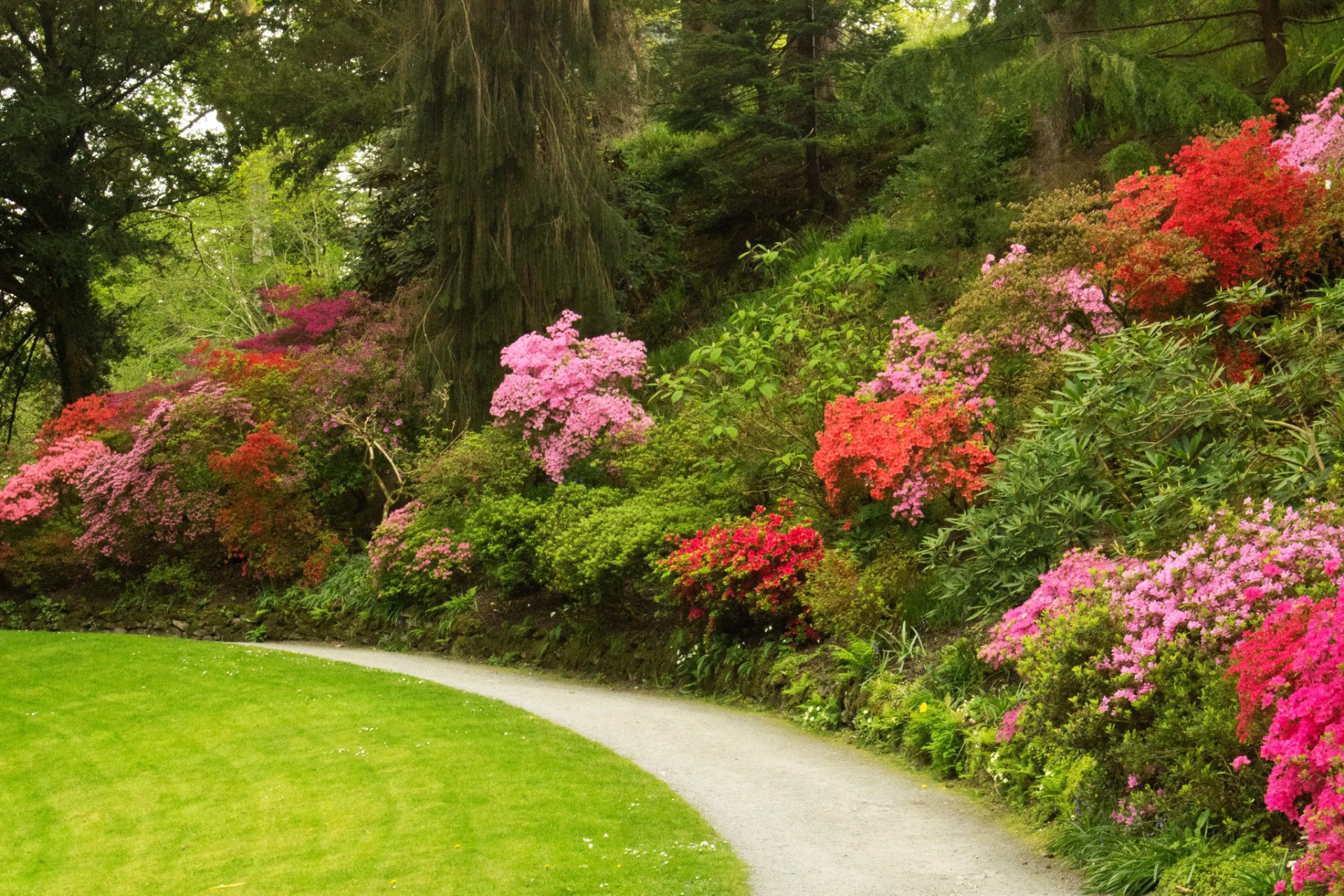 großbritannien bodnant gardens wales park gehweg rasen bäume sträucher blumen azalee