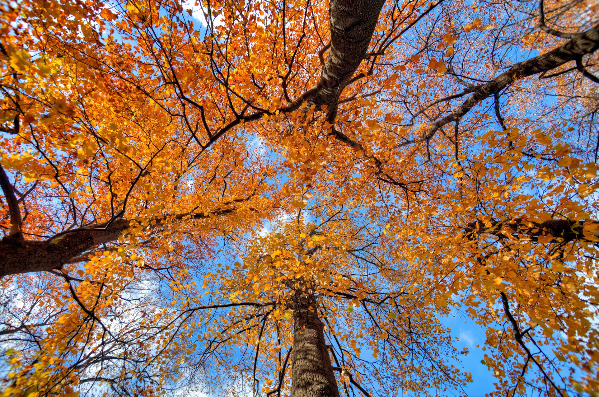 alberi tronco corona foglie autunno cielo