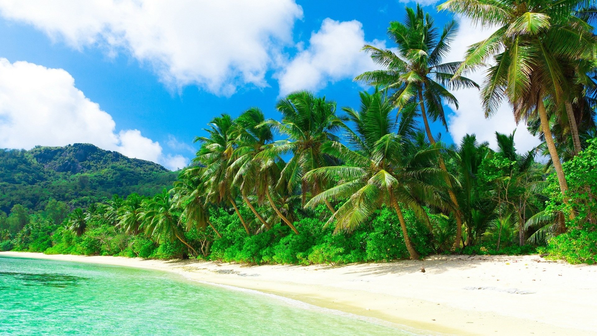 palmen strand tropen natur meer