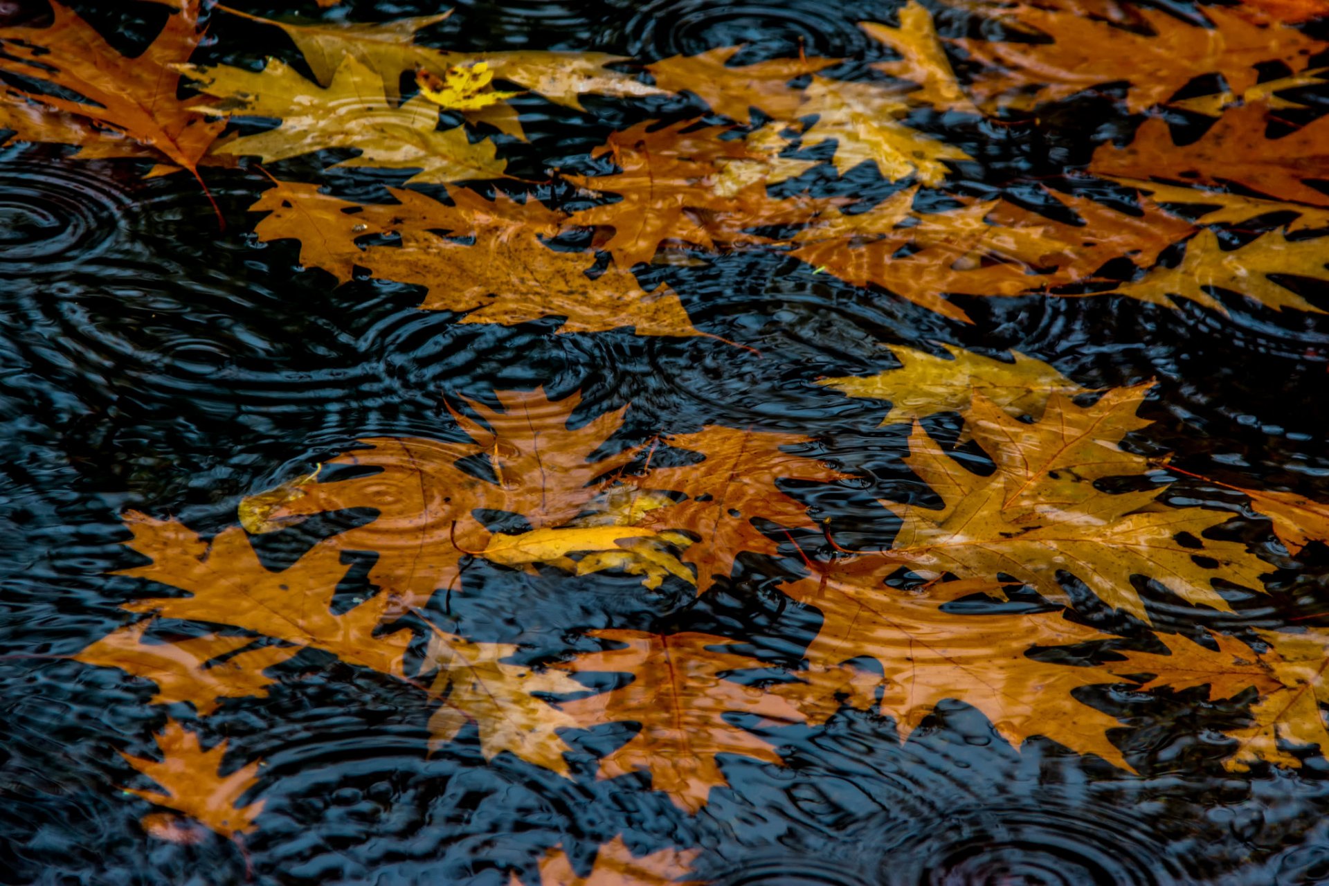 вода листья осень круги