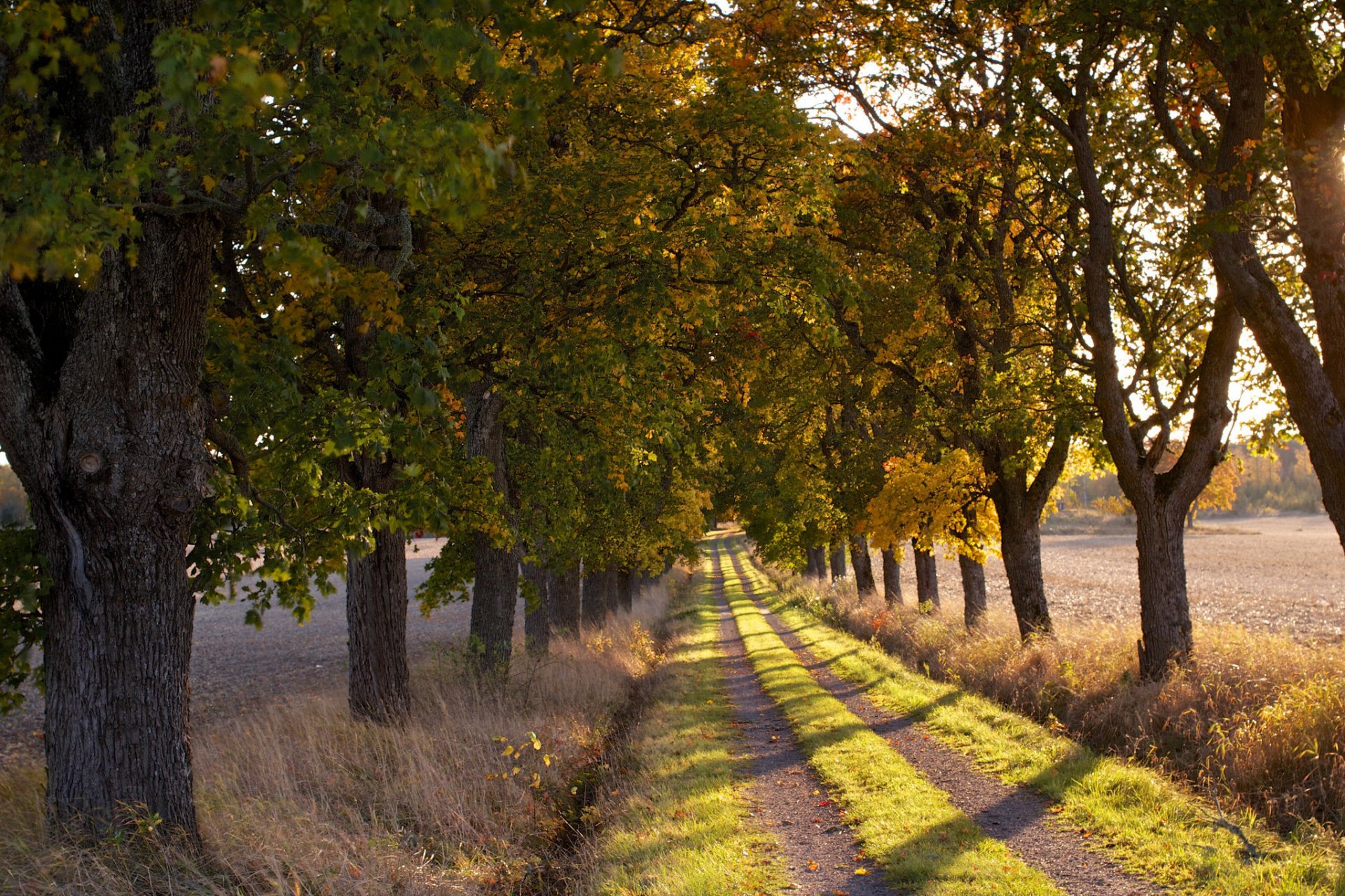 matin route arbres nature paysage