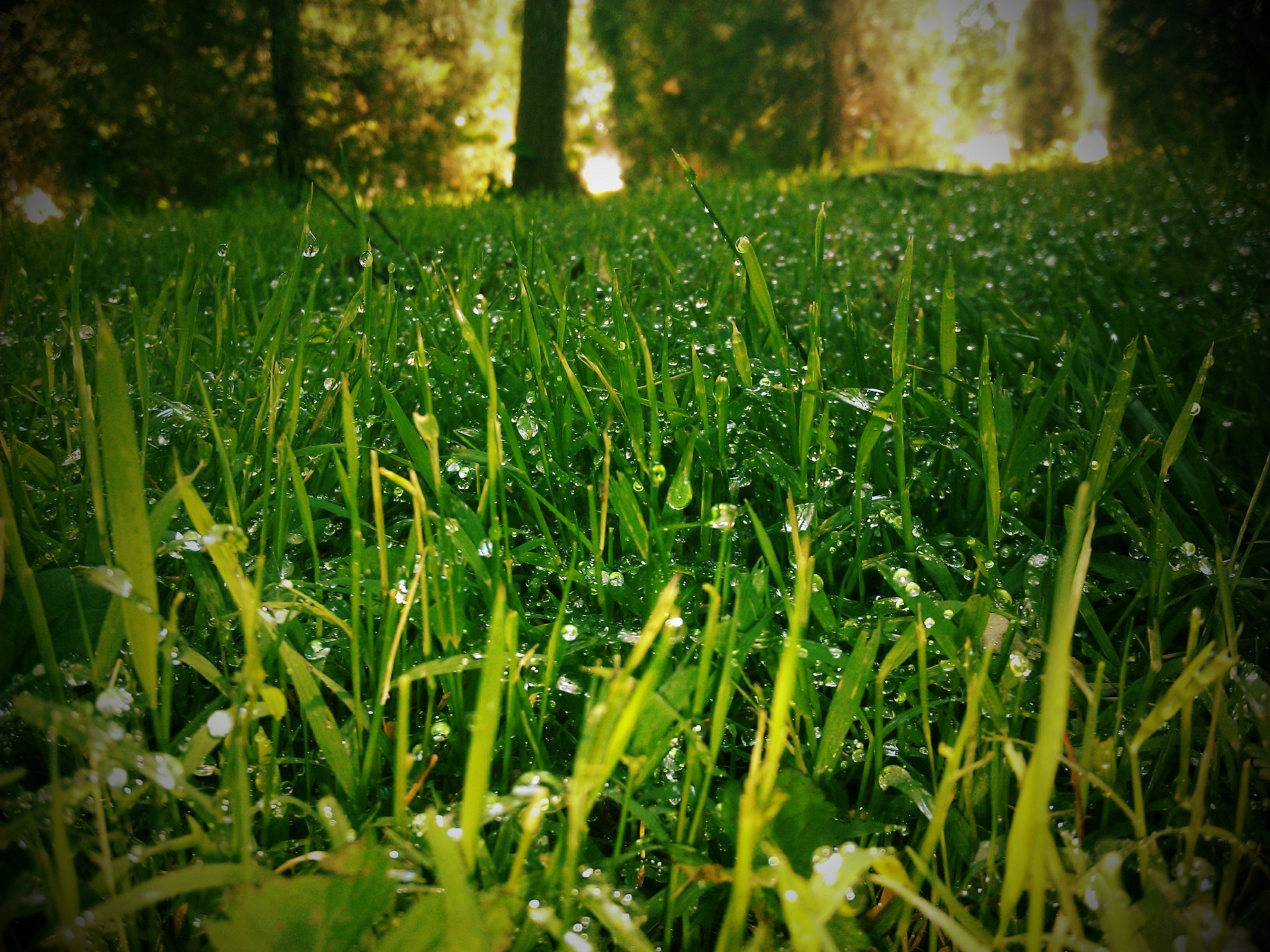 herbe rosée effet de flou pelouse nature