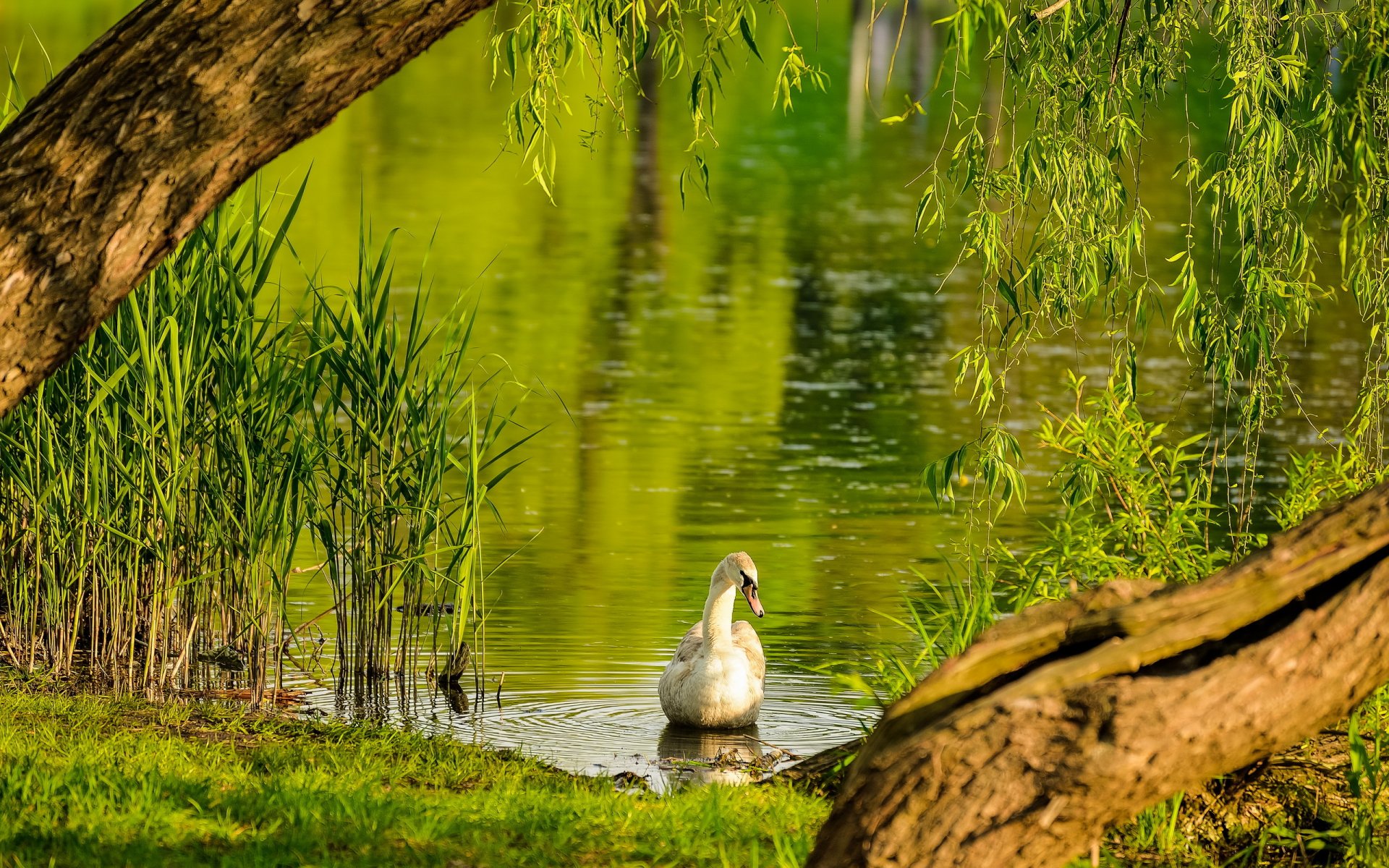 schwan see sommer