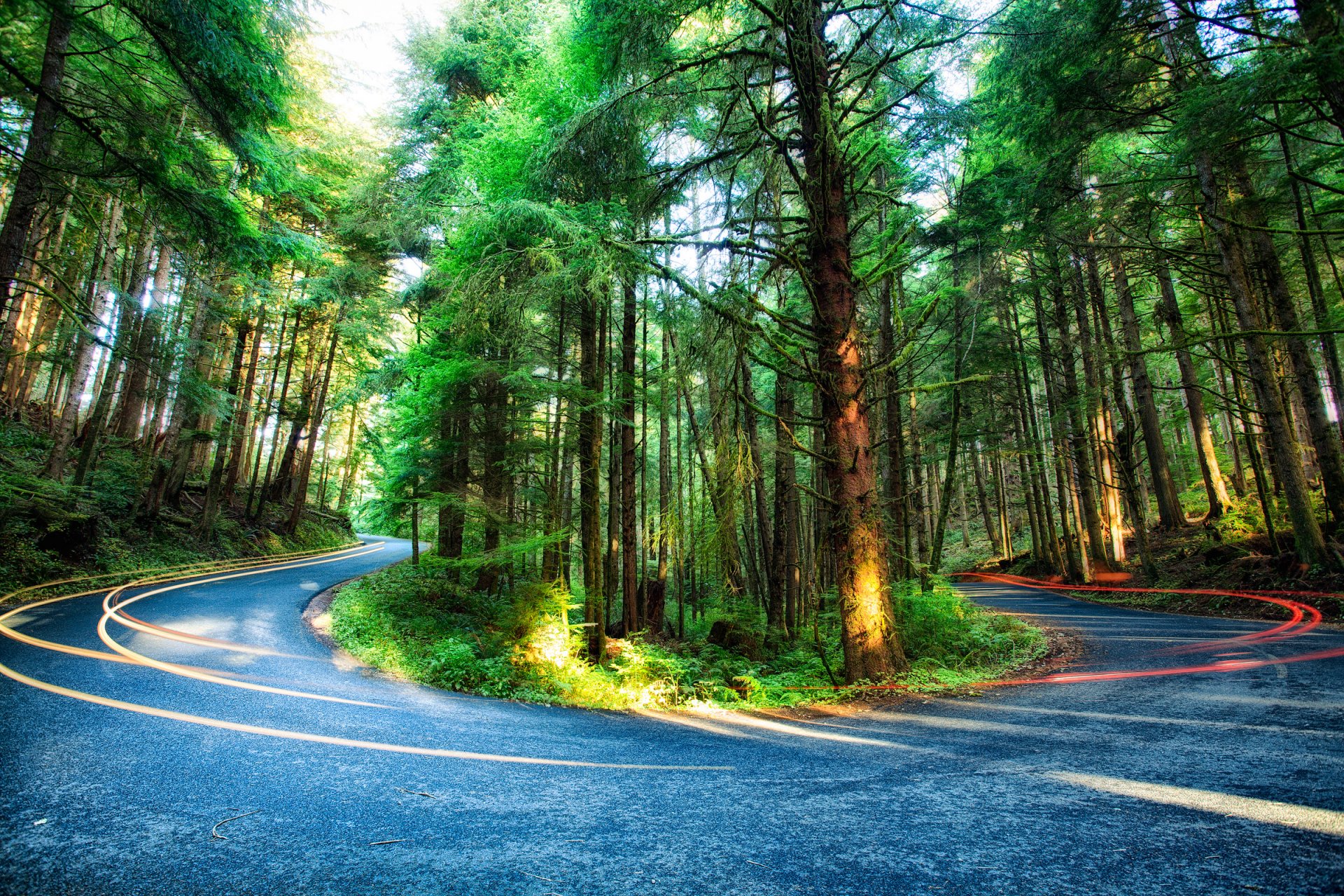 oregon états-unis forêt arbres route