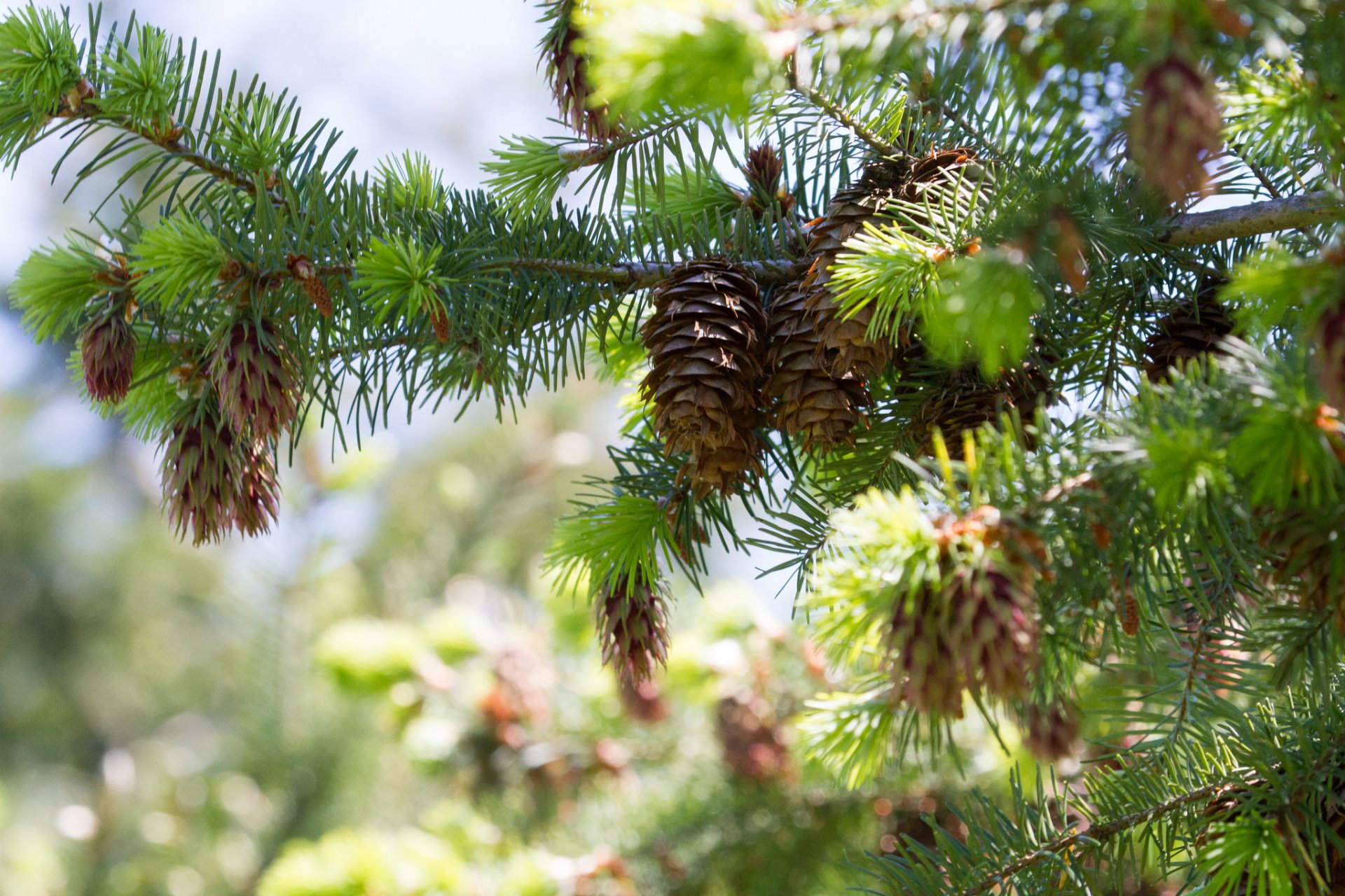 conos vegetación bosque rama árboles de navidad pinos luz