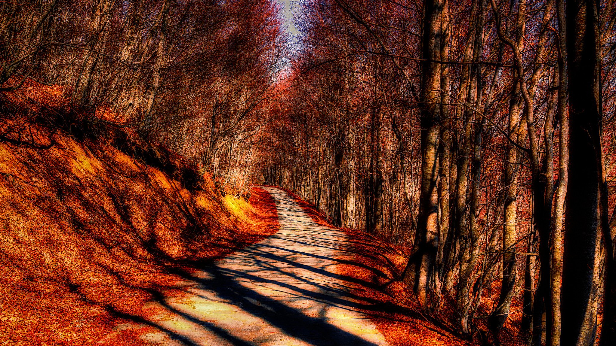 bosque otoño árboles camino