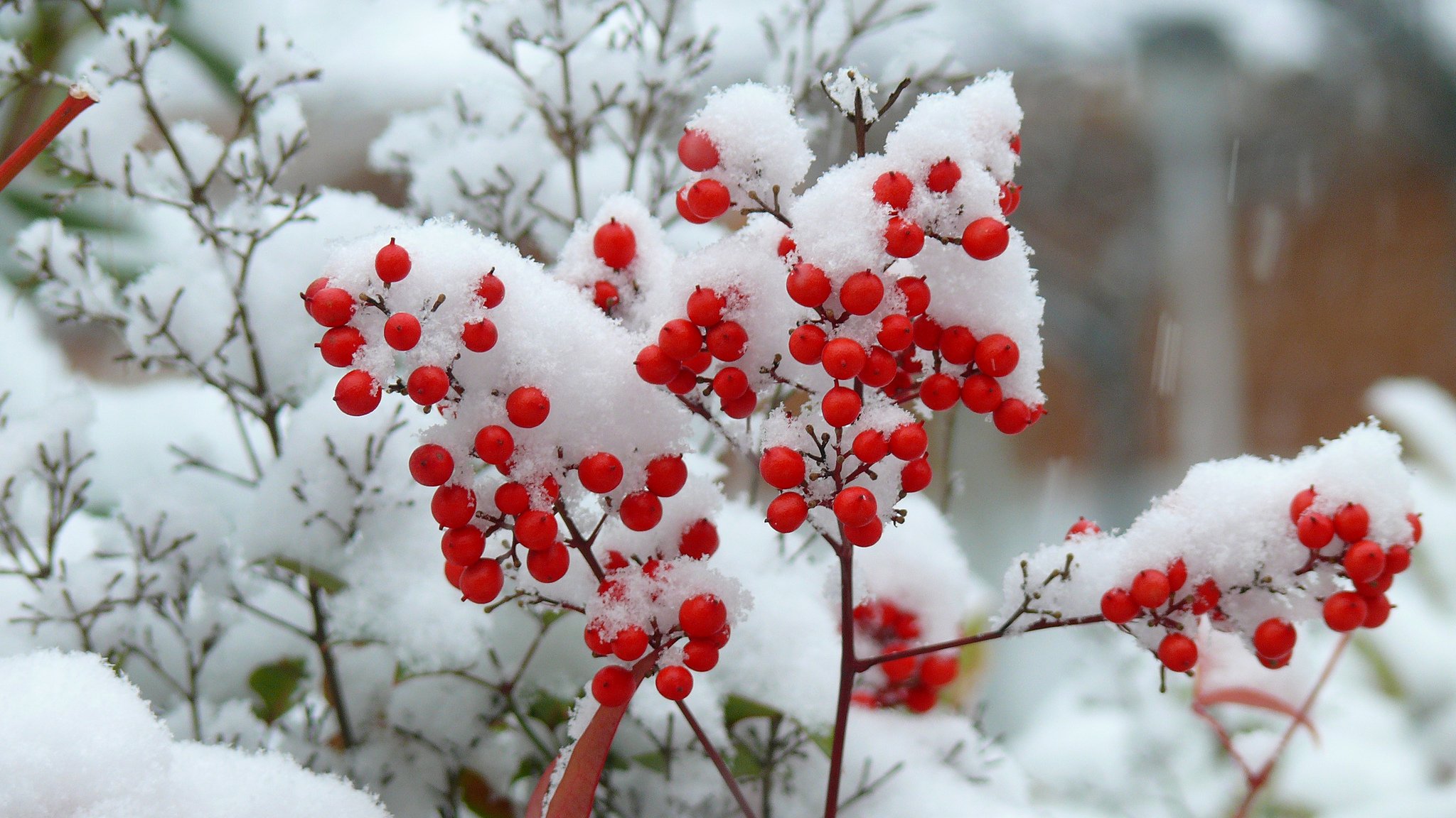 buisson branches neige baies