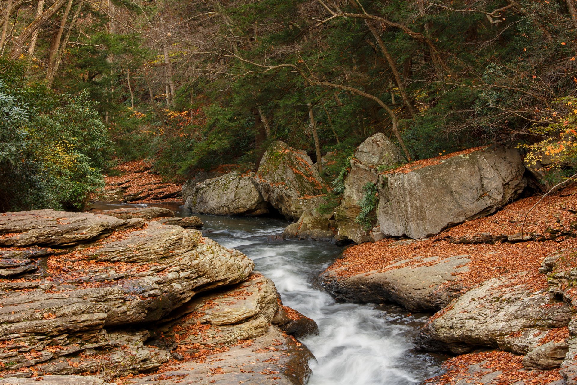 wald fluss steine bäume herbst bach