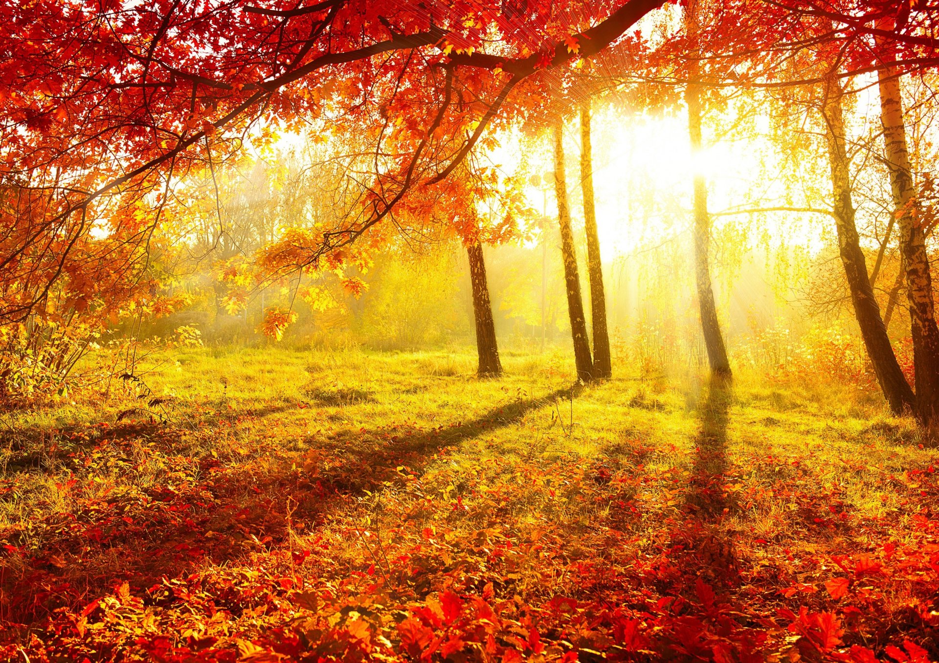 natur herbst morgen blätter bäume schön gelber hintergrund