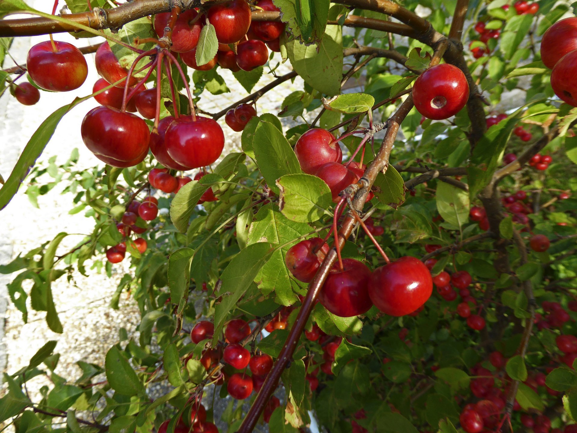 garden cherry cherry leaves berrie