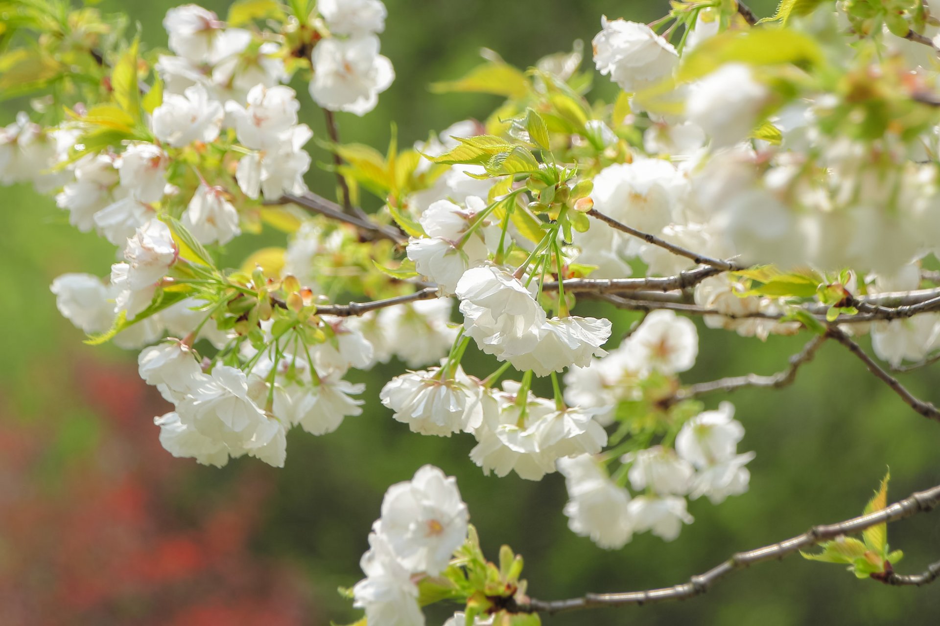 akura cherry branches bloom flowers close up spring