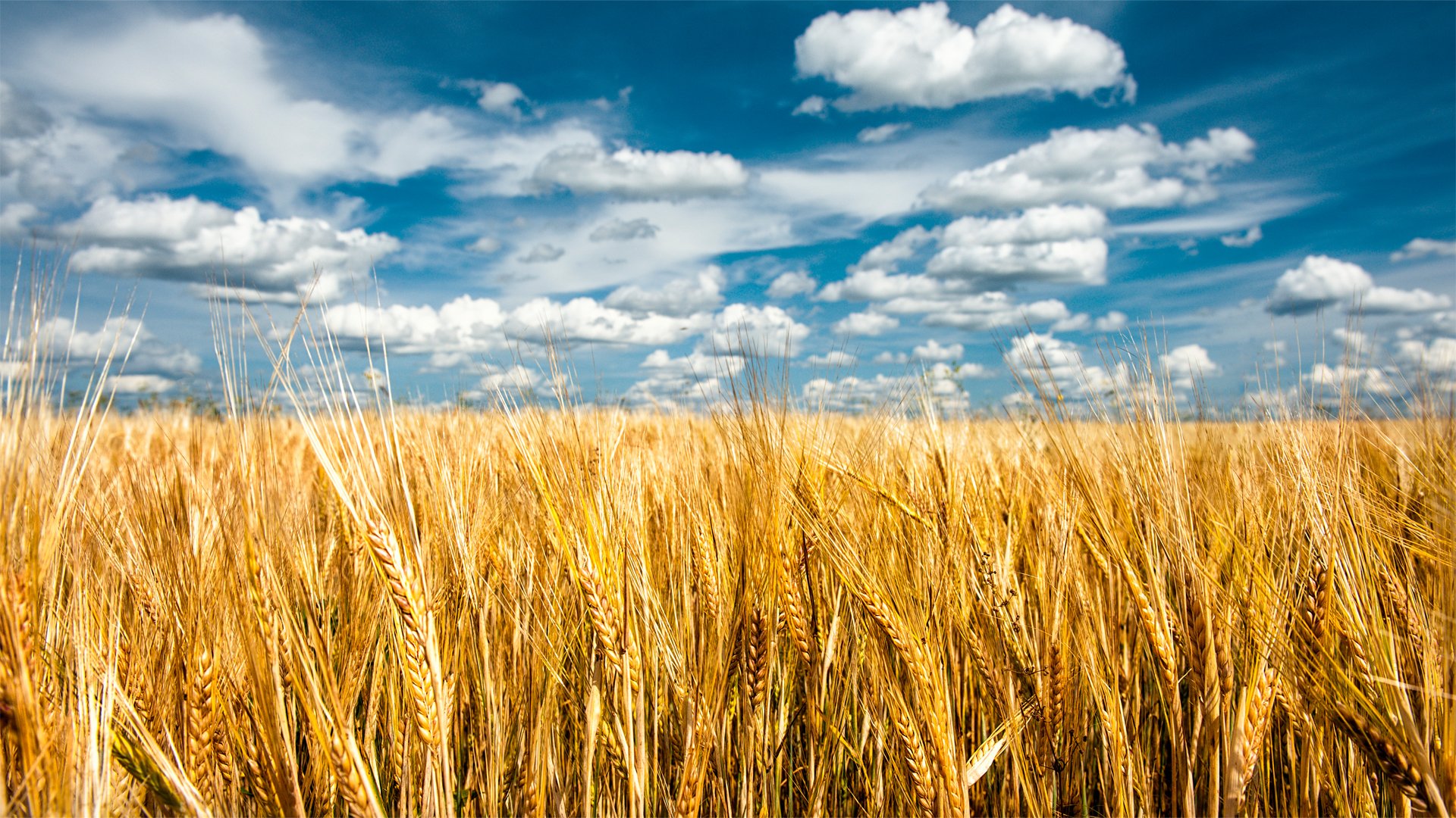 nature summer the field spikes sky